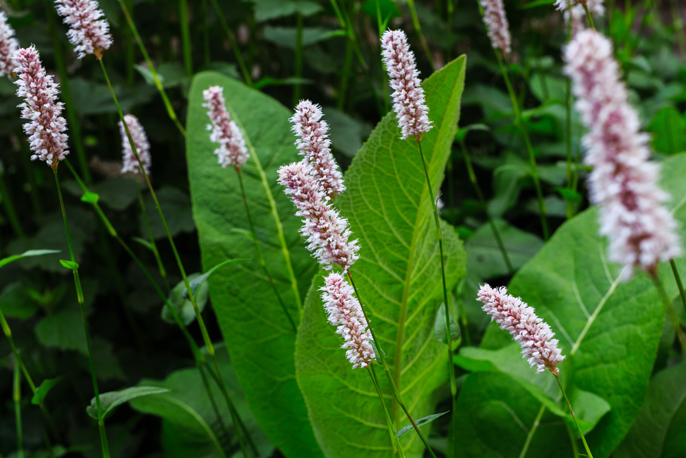 Hadí kořen větší Bistorta major