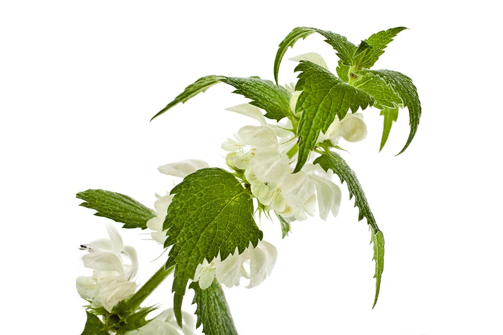 Hluchavka bílá Lamium album