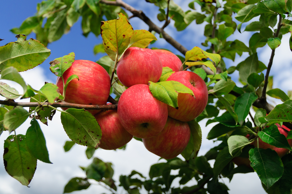 Jabloň domácí Malus domestica