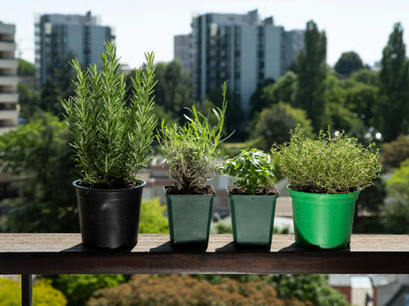 Jak pěstovat bylinky doma: Praktický průvodce