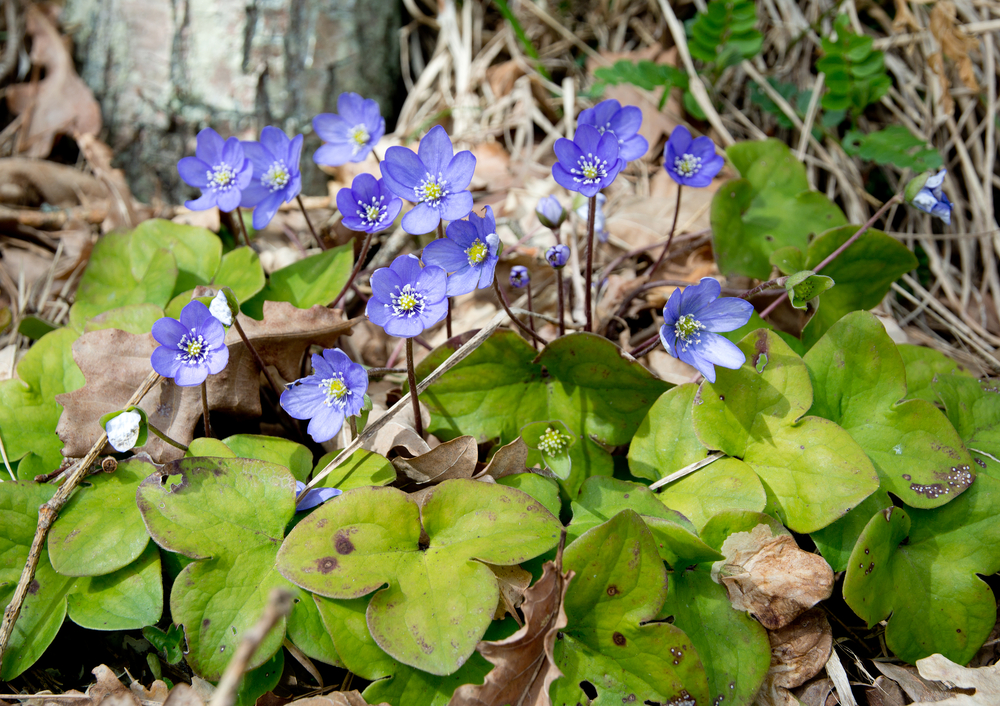 Jaterník trojlaločný Hepatica nobilis