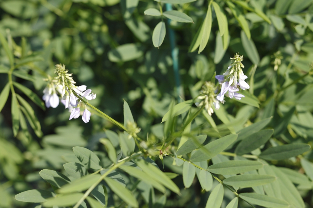 Jestřabina lékařská Galega officinalis