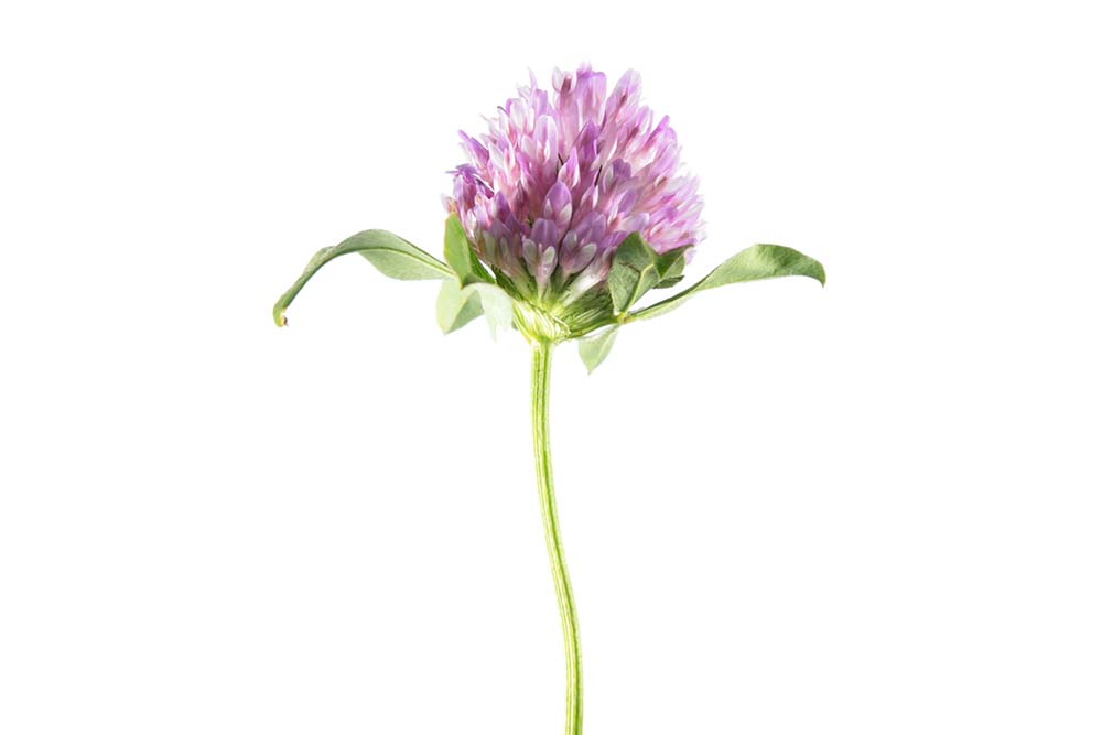 Jetel Trifolium