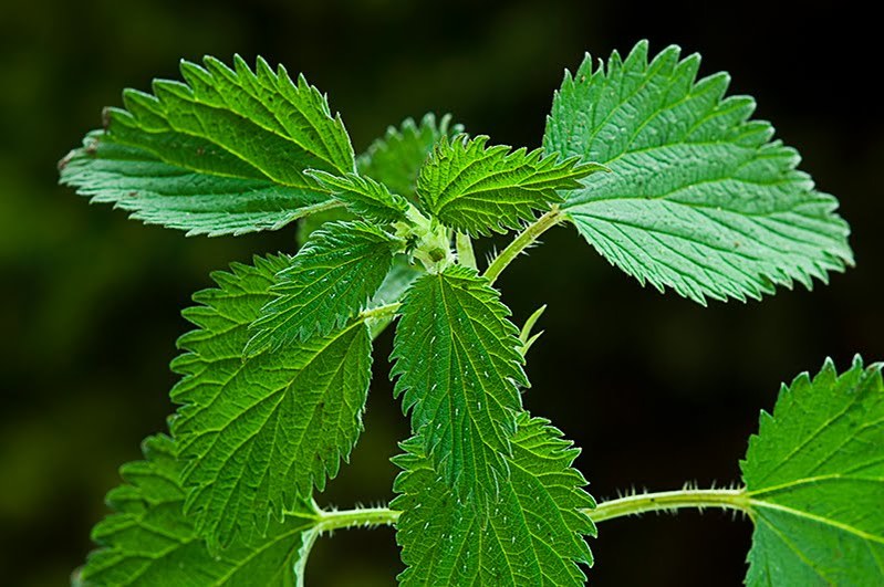 Nejlepší čas pro sběr kopřivy