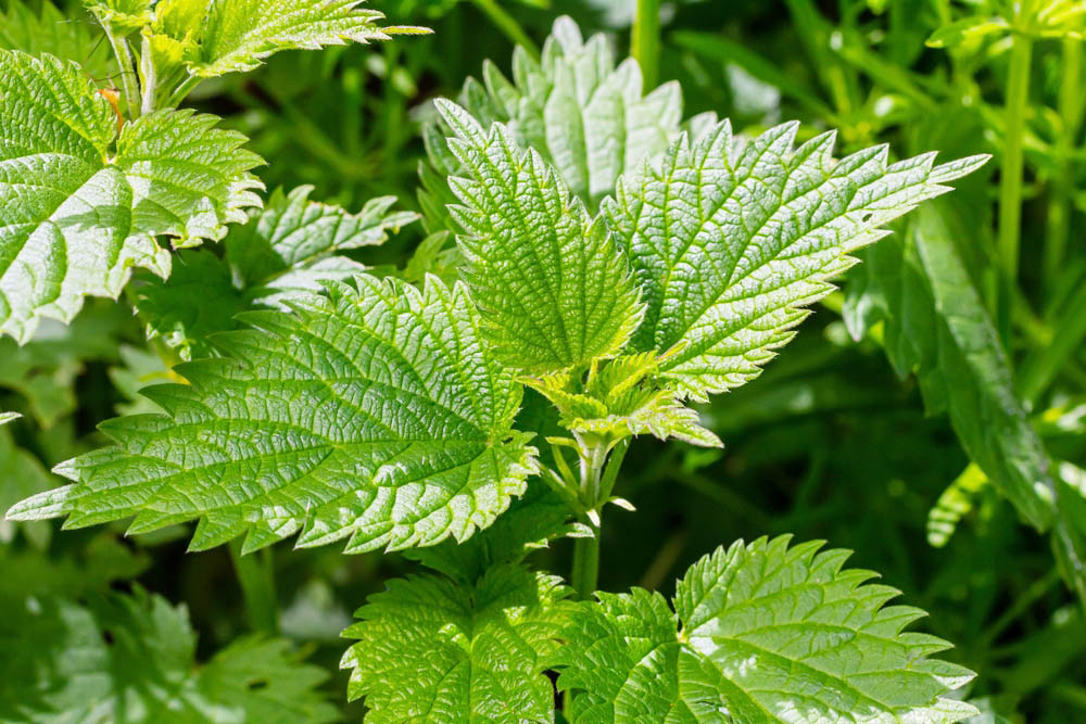 Kopřiva: Zázračná bylina pro detoxikaci, léčbu a posílení zdraví