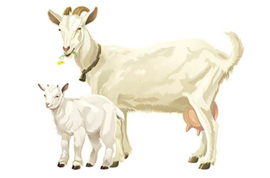 Zázraky z kozího mléka