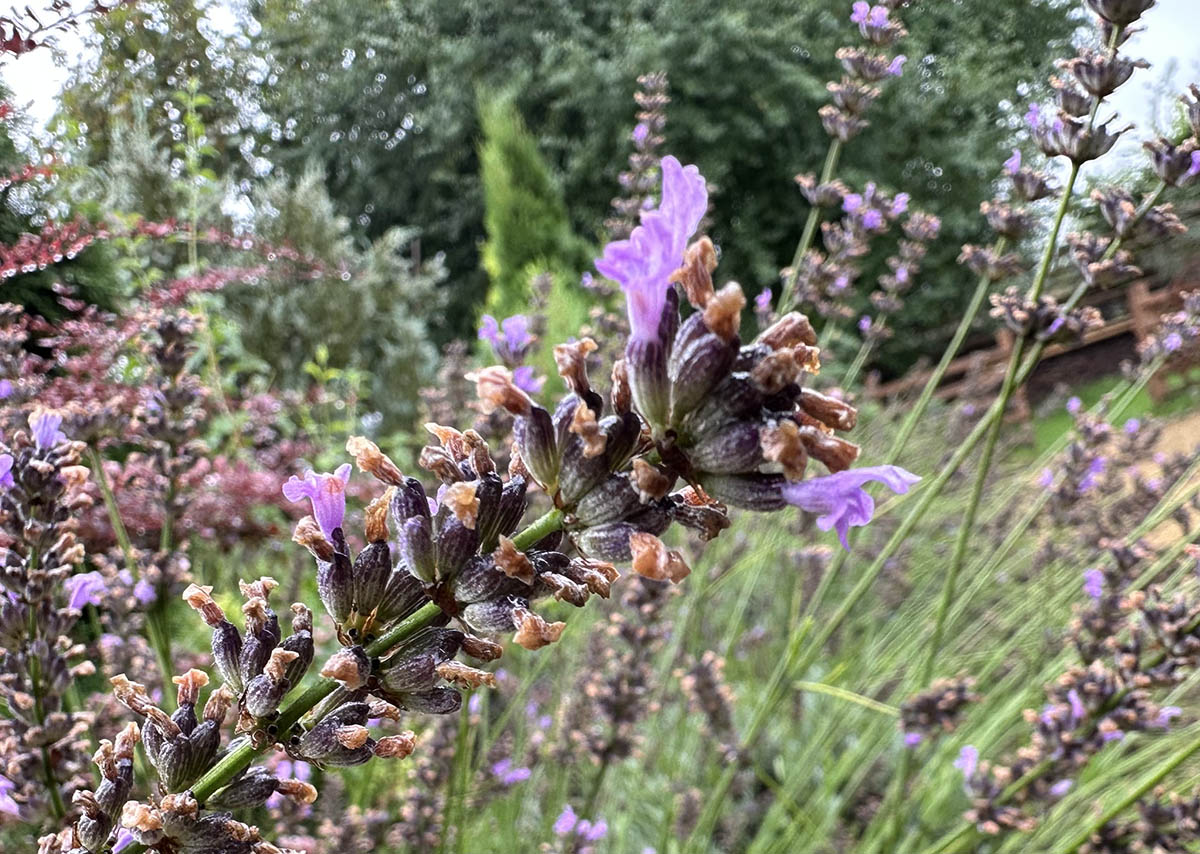 Jak si vyrobit levandulový polštářek
