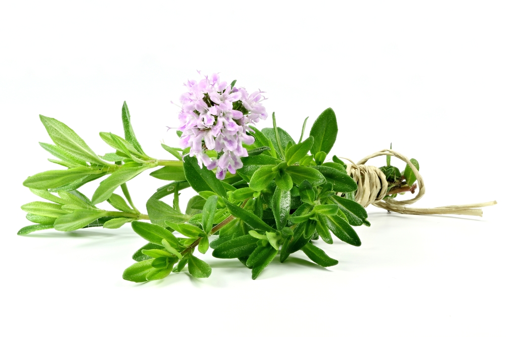 Mateřídouška obecná