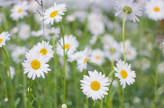 Sedmikrásky, královny jara