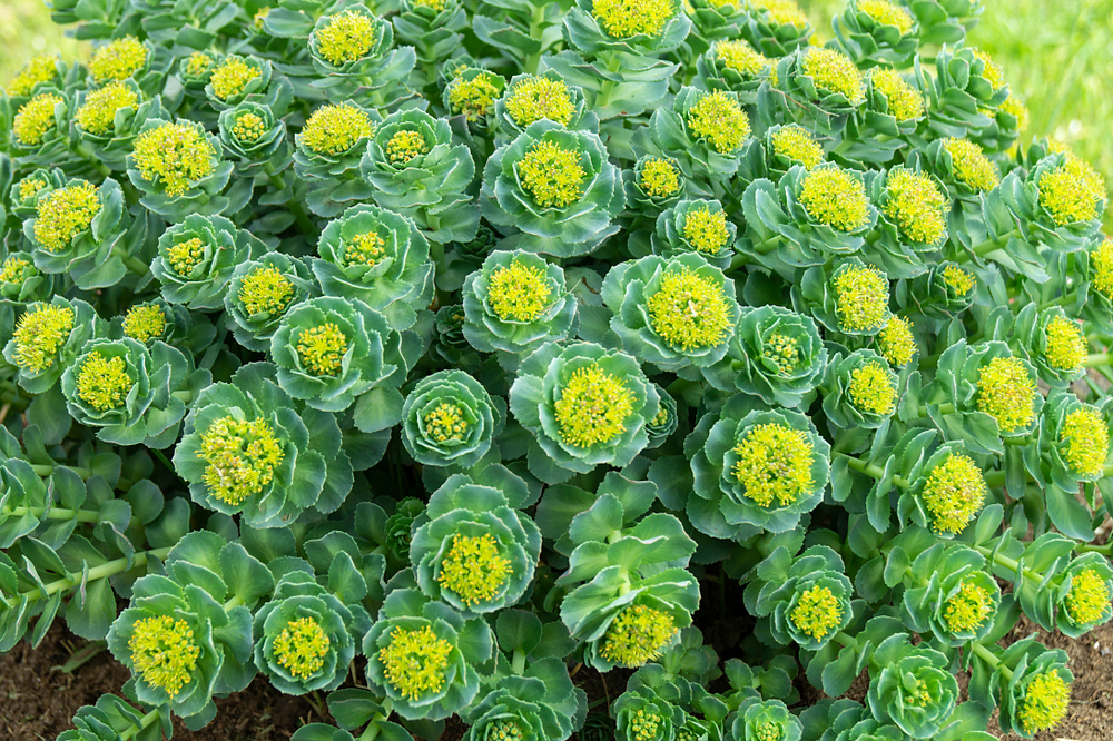 Rochodnice růžová Rhodiola rosea