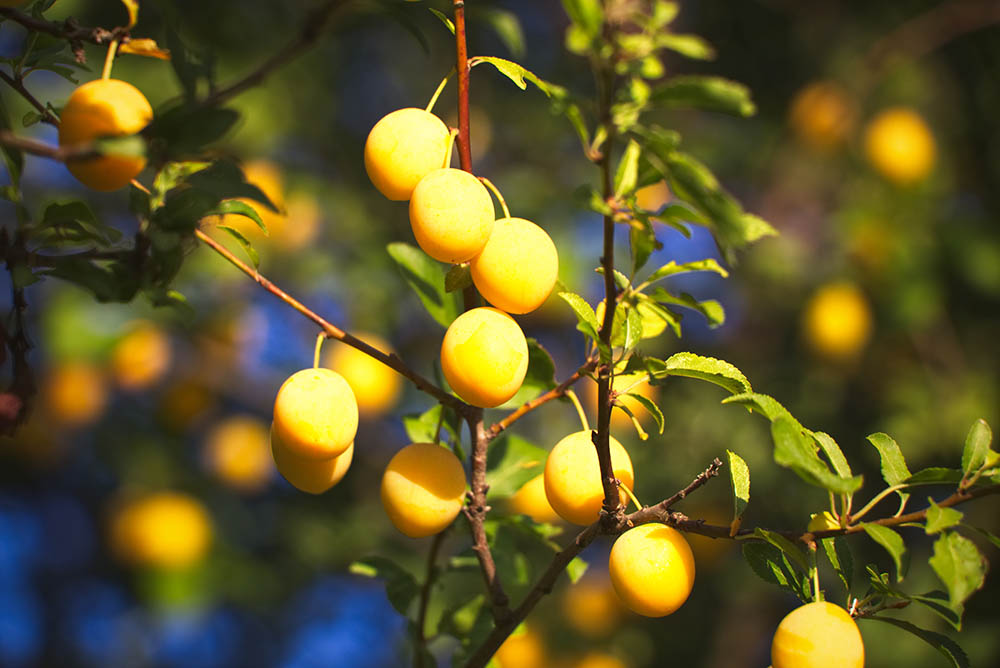 Špendlík žlutý Prunus domestica