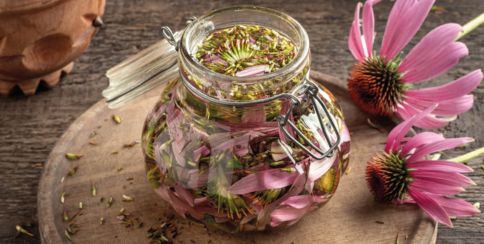 banner-blog-shoptet-echinacea-bowl2