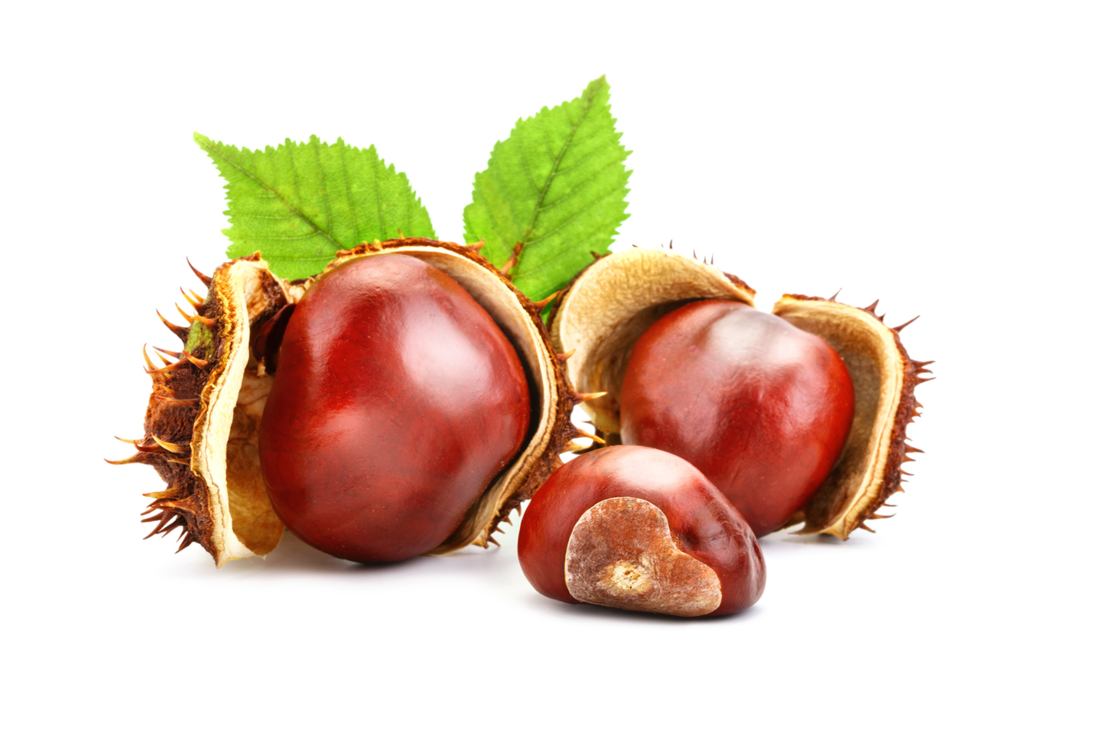 chestnuts-with-leaves-white-background-isolated-object