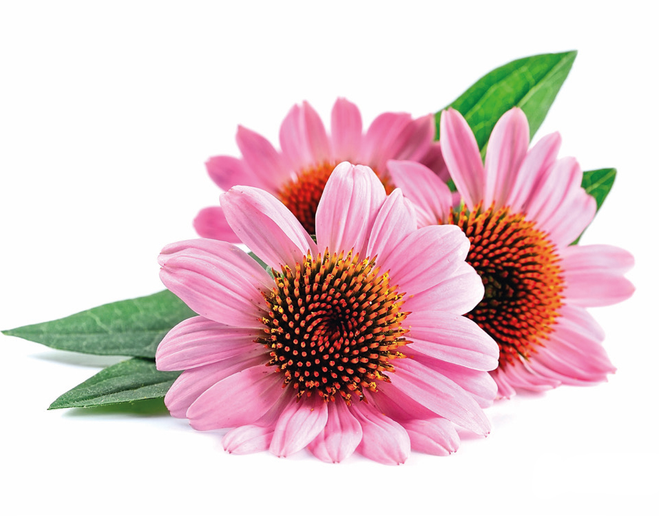 echinacea