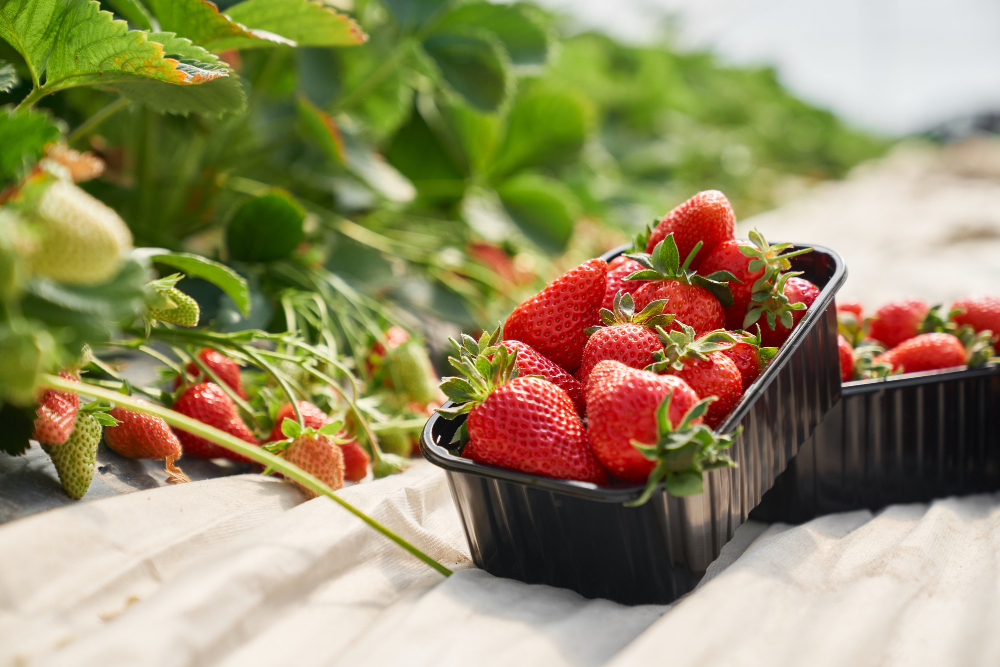 fresh-ripe-strawberries-inside-black-plastic-box