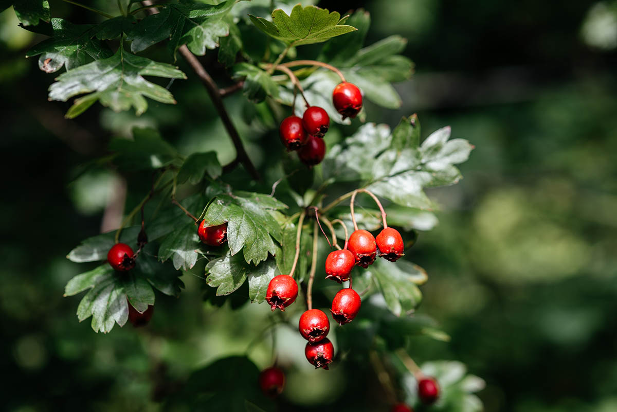 red-fruits-hawthorn-crataegus-laevigata-midland-hawthorn-english-hawthorn-woodland-hawthorn-mayfl