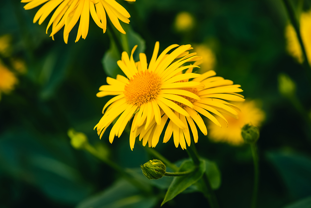 two-beautiful-arnica-grow-contact-close-up