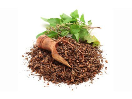 bazalka posvatna tulsi