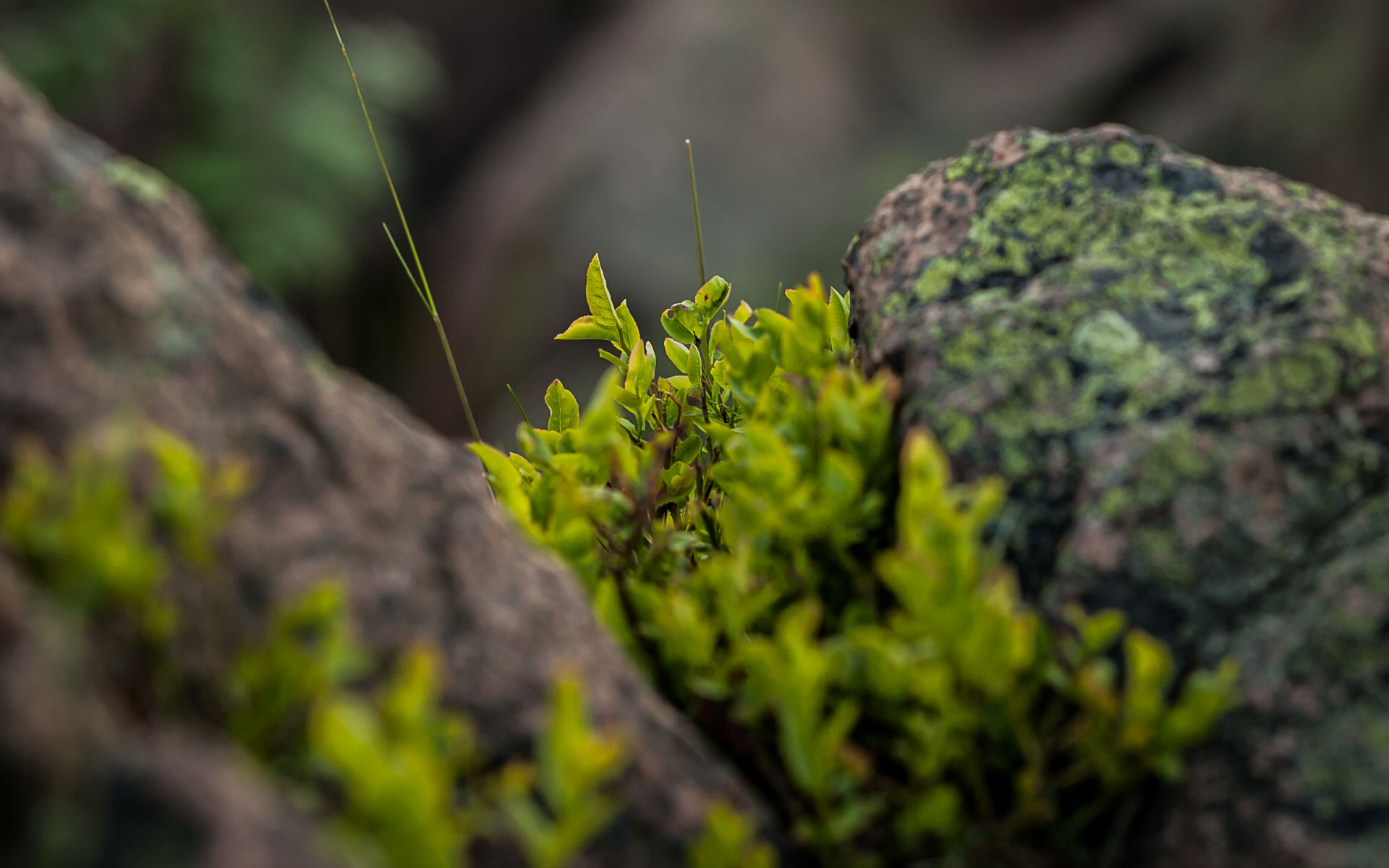Carousel 6 - Borůvčí v Kruškách