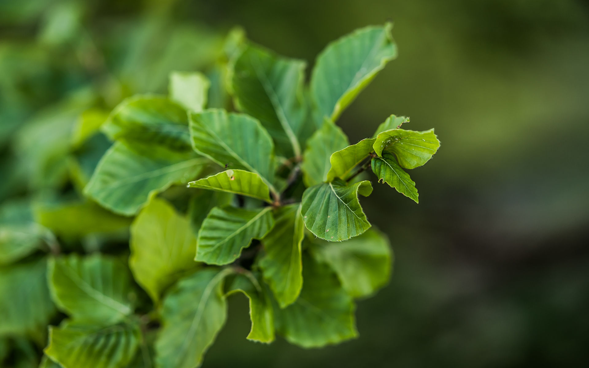 Bukové listy - jaro v Kušných horách