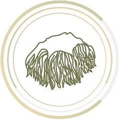 Matchaccino - Ikona Lion's Mane