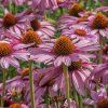 Richard čierny čaj Royal Šípka a Echinacea 25ks - 3