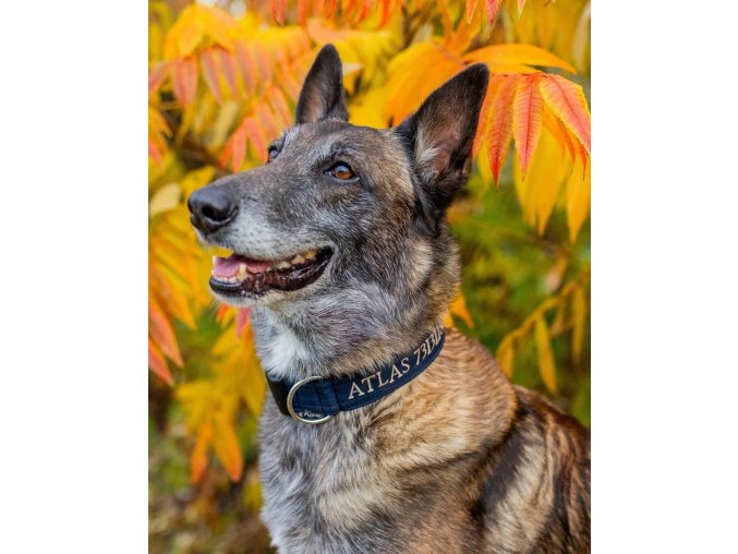 Výšivka na obojek pro psa