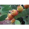 prickly pears g06ab34ae9 1920