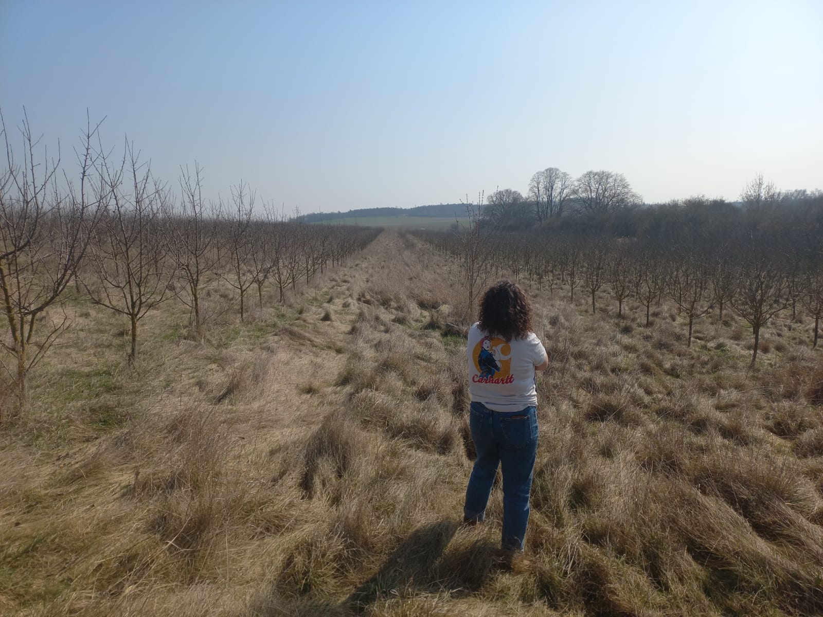 Nové (druhé) stanoviště: včely v jabloňovém sadu