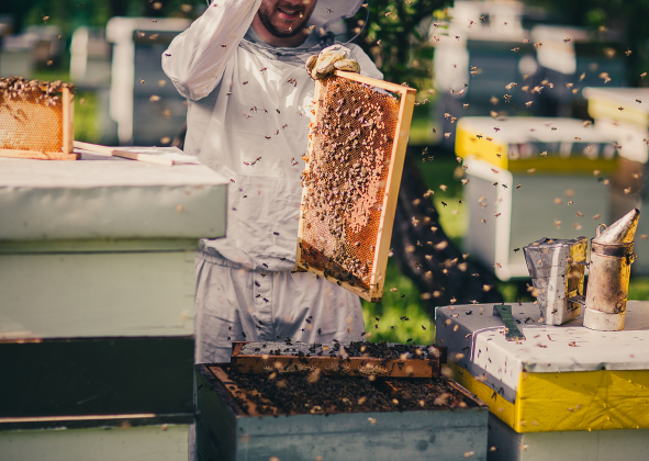 Jak funguje včelí úl