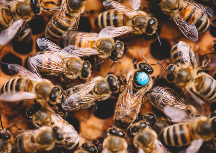 Proč mě královna nepíchne, i když má žihadlo?