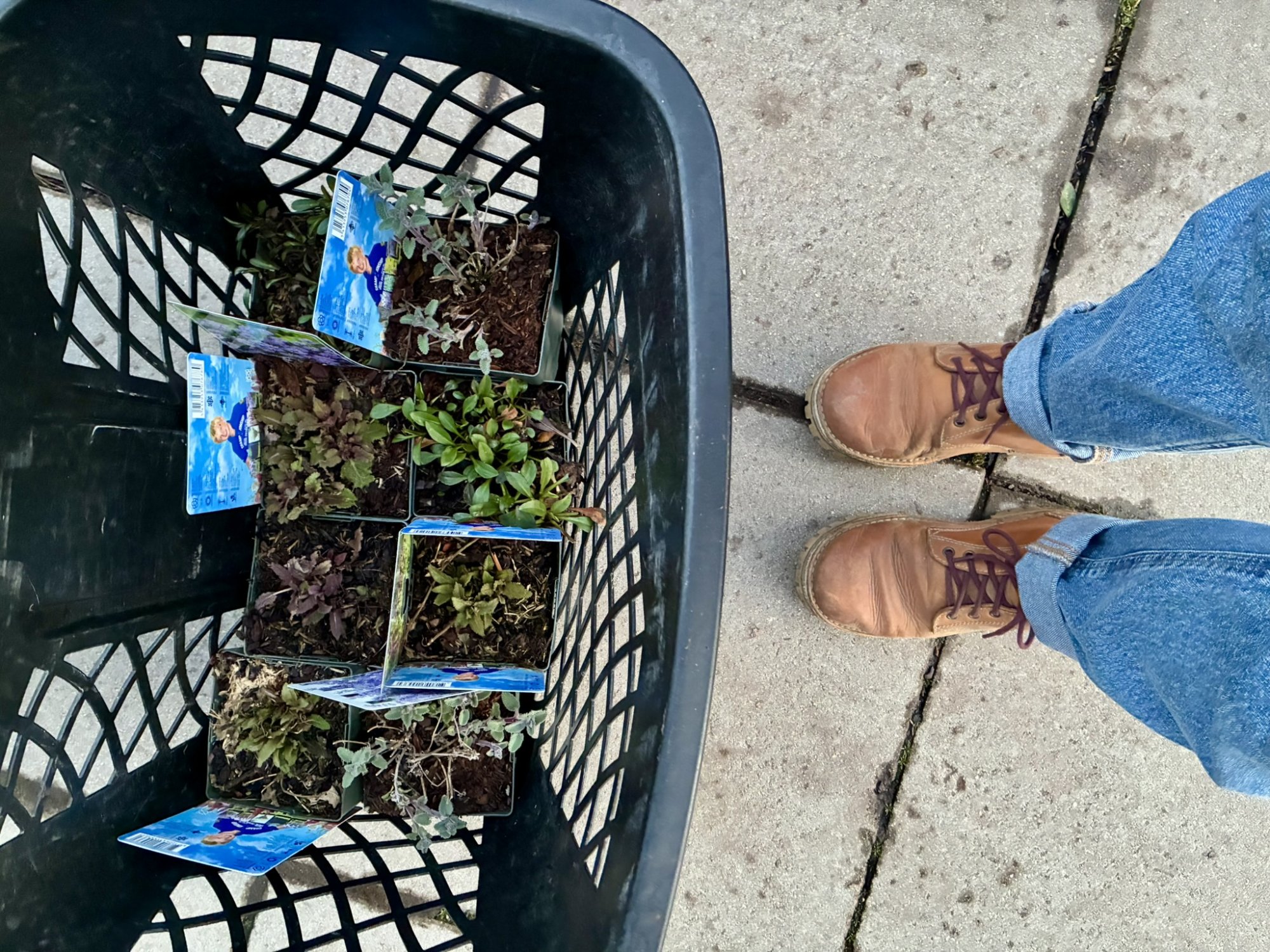 Medonosné květiny, které sázím kolem včel