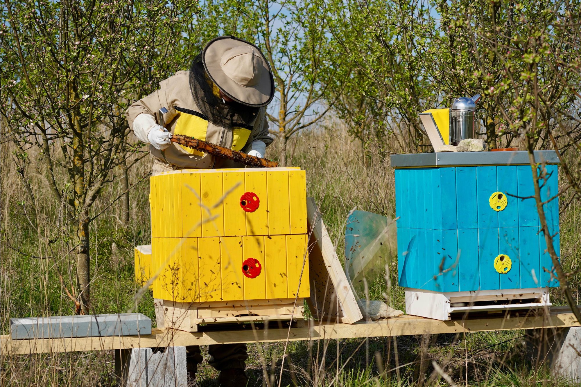 Jarní včelařské drama: Když včely „vítězí“ nad královnou