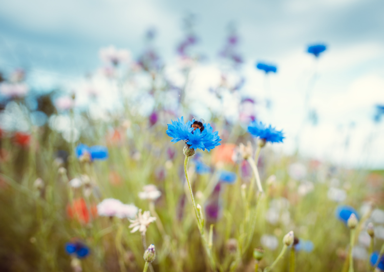 Tajemství včelího čichu: Pes by se styděl, co všechno naše holky cítí