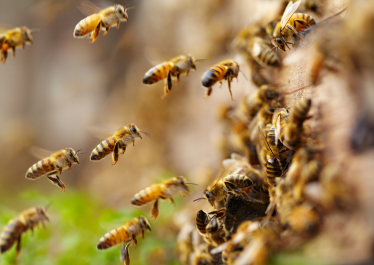 Proč musí trubci na podzim z úlu pryč