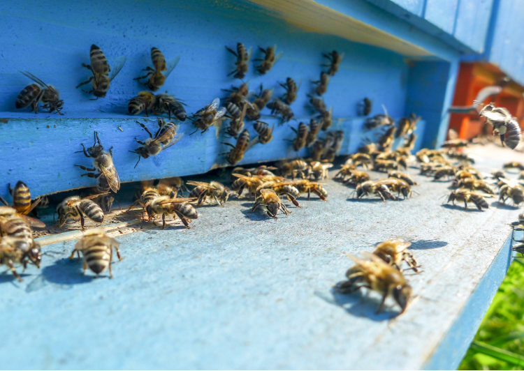 Proč mám zimní včely tak ráda - jsou to totiž hrdinky