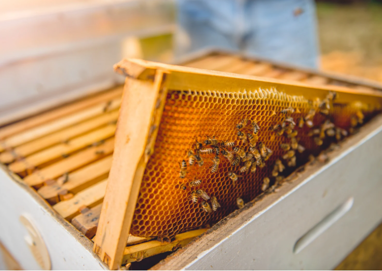 Co znamená vyzimované včelstvo a jaký je rozdíl oproti oddělku