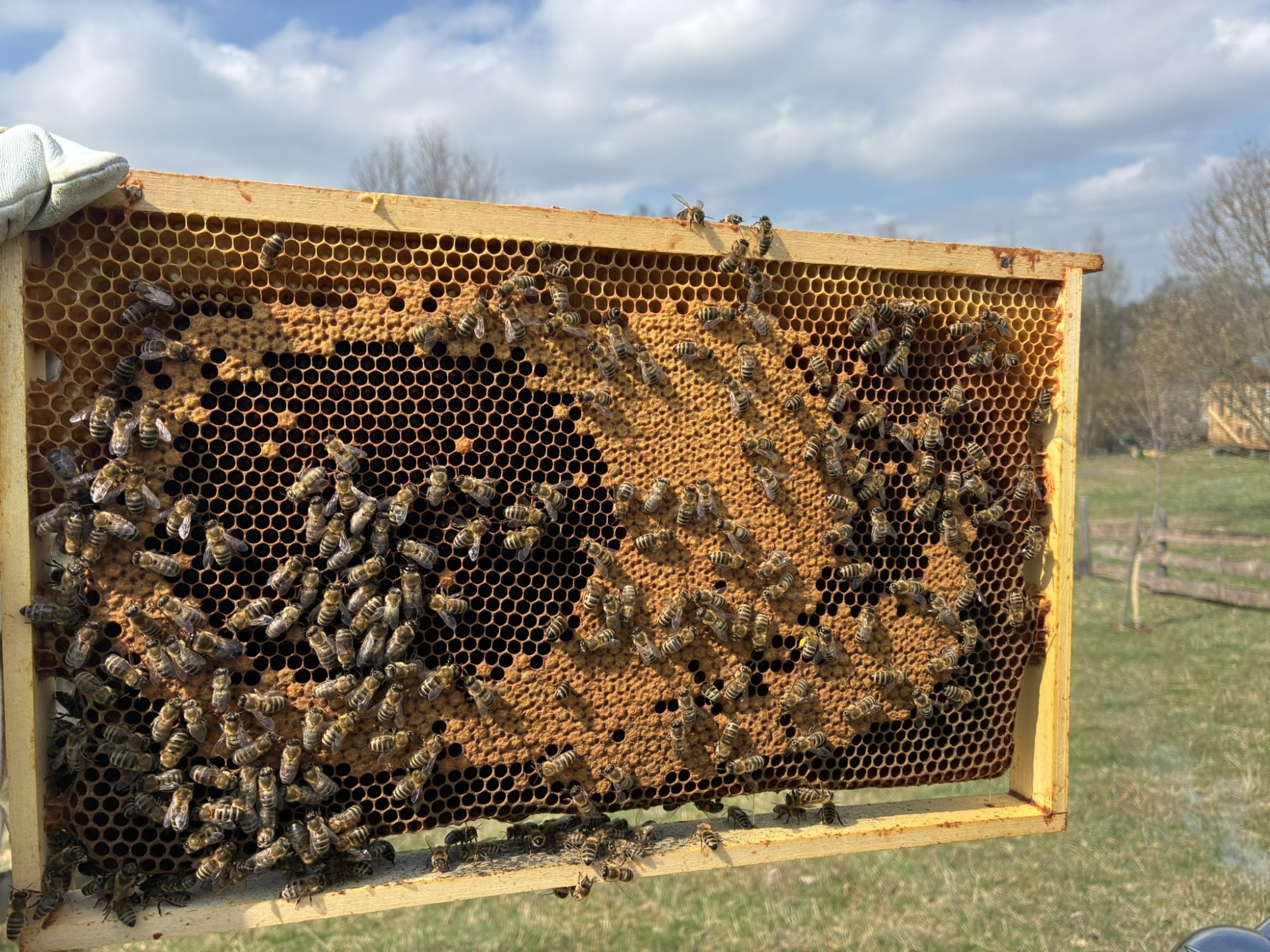 Jak včely „vypotí“ svůj dům: Tajemství včelího vosku