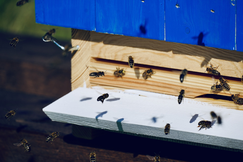 Adopce úlu – ukázka rámků