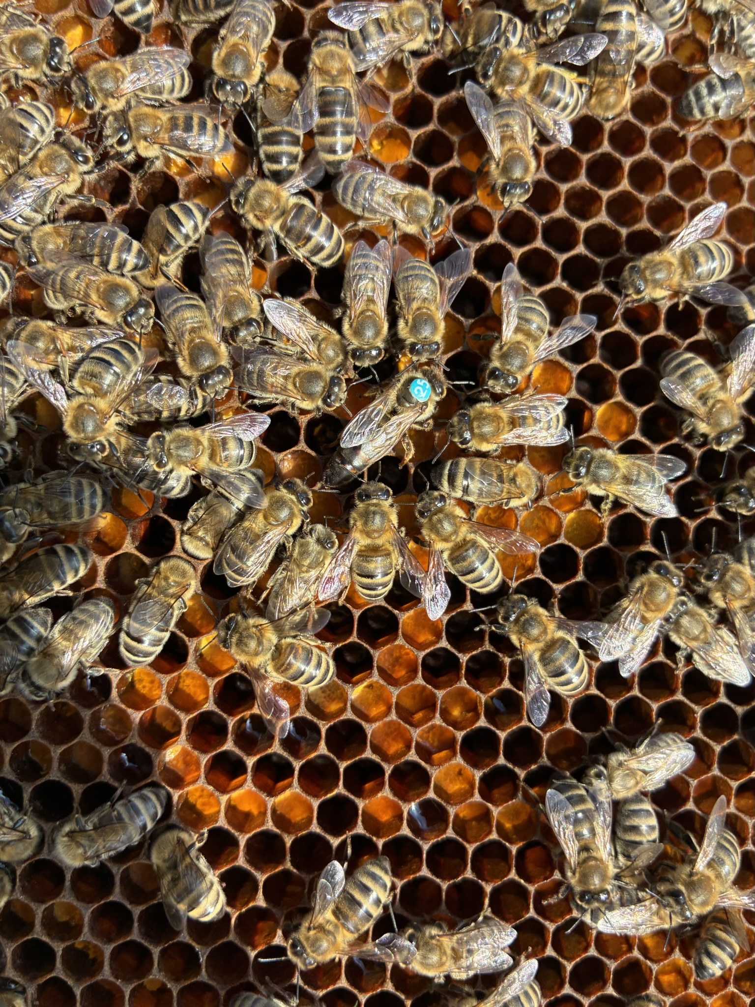 kralovna_vcely_oznaceni