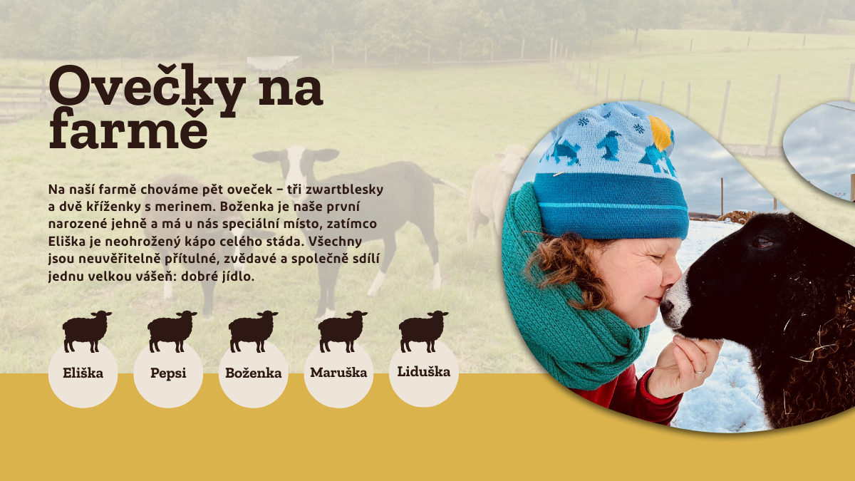 ovce_na_farme_zwartbles