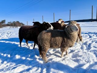 Ovečky 🐑 zdraví ze zasněžených Pertoltic. #ovecky #sheepinwinter #zwartbles