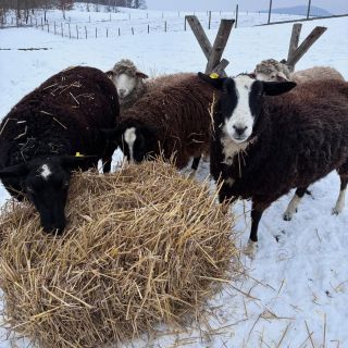 Ovečky vás zdraví ze zasněžené včelnice 👋 Už se těšíme na jaro.
