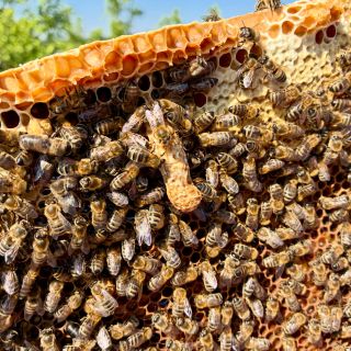 Poznáte, co to je za “krápník”? #vcely #honeybee #vcelareni