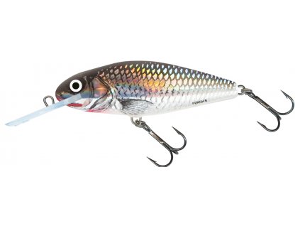 Holographic Grey Shiner