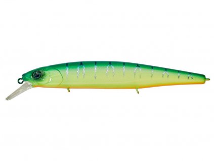 Blue Back Tiger