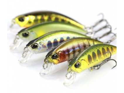 tenesse shad