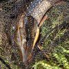 jerkbait 120 SP pike limited pike pike