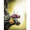 Koshinmushi beetle