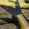 Wobler SPRO KGB Chad Shad 180